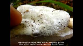 Trametes hirsuta. Champimaginatis. English Text.