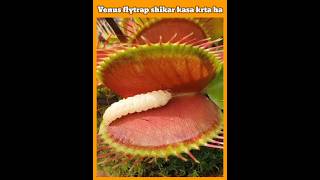 venus fly trap shikaar kasa karta ha // full details #shorts #facts