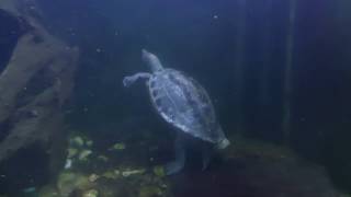 Tortue aquatique - Village des Tortues de Carnoules -2019 02 19 160436