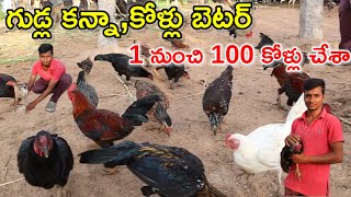 1-100 కోళ్లు చేశా Natukolla farm in dairy farm @MalleshAdla