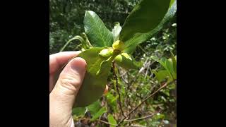 Pawpaws In Florida