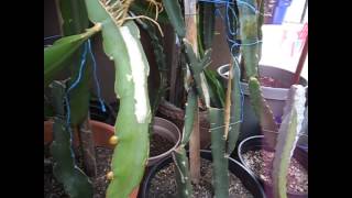 Dragon Fruit Flower Buds