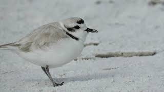 Snowy Plover