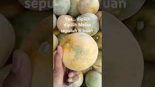 Melon Manis Sepuluh Ribuan