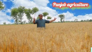 punjab, kisan card, Subsidy, frtilazr Subsidy, seed Subsidy new plan, 8070 sms , punjab bank, loan