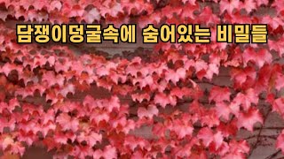 담쟁이덩굴속에 숨어있는 비밀들