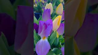 #tulips #spring #purple #yellow #beautiful #viral #beta #trending #shorts #flowers #britishcolumbia