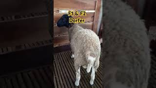 #Dorfer#f1dorper#f2dorfer#peternakan #peternak#peternakan #peternakmuda #kambing#goat #sheep