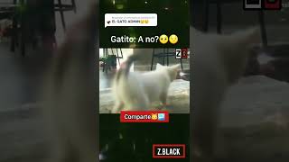 UN GATO RANDOM 😂🤦🏻‍♂️#memes #gatos #zaynblack777