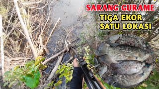 PASER IKAN !! KETEMU SARANG GURAME BIKIN BETAH PARA PEMASER