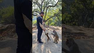 Monkey 🐒 Jumping for food #youtubeshorts #monkey #animalshorts #cutemonkey #nepal