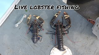 live lobster potting