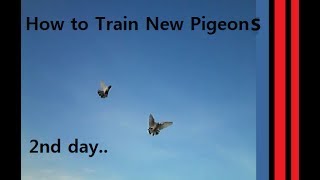 How to Train New Pigeons 2nd day || naye kabootar kaisey set hotey hai..