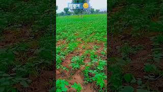 beauty of nature 🌈😊 #villagelife #shortvideo #naturelovers #shortfeed #kisan #trendingshorts #shorts