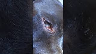 TIL dogs have a third eyelid