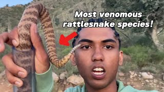 Catching The Most Venomous Rattlesnakes On The Planet! - Arizona Monsoon Herping Part 1