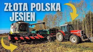 🔥🍂ZŁOTA POLSKA JESIEŃ🍂🔥KUKURYDZA NA ZIARNO 2021🔥GR GRONDOWY🔥CLAAS LEXION 440🔥4XZESTAWY🔥