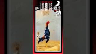 Silangan #shortvideo #shortsviral #rooster #aseel  #aseelmurga #serbatutorial78