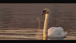 Swans: The Most Beautiful (and Terrifying) Wildlife