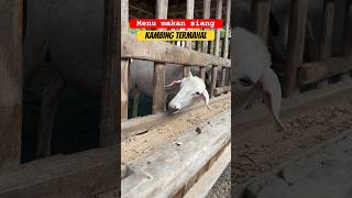 Makan siang kambing termahal #shorts #feed #animals