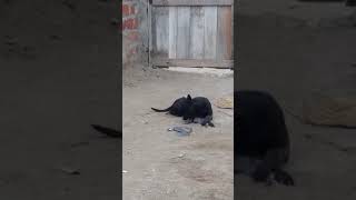 Perro endiablado mastica a gato