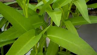 a simple way to plant kale in a poly bag