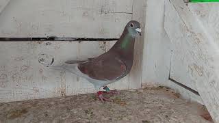 Racing pigeon Org. Gunter Prange