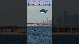 Whales in New York