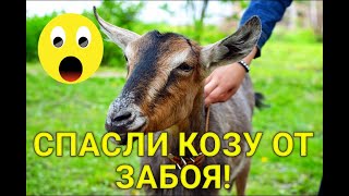 СПАСЕНИЕ НОВОЙ КОЗЫ!