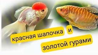 Оранда красная шапочка и золотой гурами