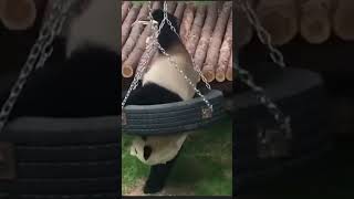 funny panda clip