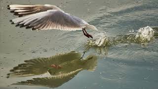 The Surprising Wildlife Diversity of Romania