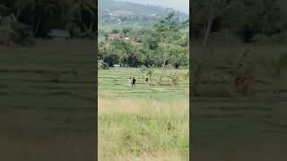 Suasana Alam Desa Yang Dirindukan Jalan Kaki Di Pematang Sawah