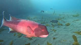 Anacapa Island