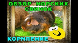 ОБЗОР МОРСКИХ СВИНОК, КОРМЛЕНИЕ, СВИНКИ ПЕРЕЕХАЛИ К КРОЛИКАМ,