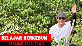 Belajar Berkebun cabai rawit #cabaikeriting  #cabairawit #pemupukancabe