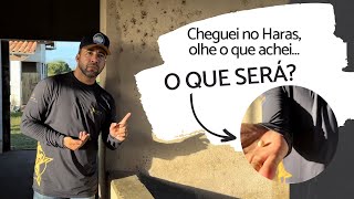 No Haras com o Vaqueiro - O que será isso?