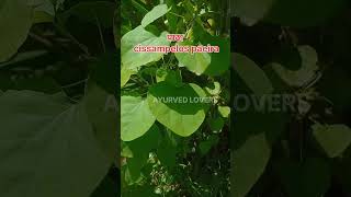 How to identify पाठा cissampelos paeira #ayurvedlovers #ayureel #medicinalplant  #medicinalherbs