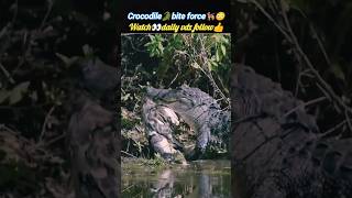 Crocodile🐊bite force🐕‍🦺😳 | crocodile attack | @Wildshikaari007 | #shorts #nature #wild