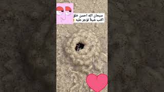 #tiktok #explore #السعودية #youtubeshorts #ترند_السعودية ##اكسبلور #الامارات #البحر