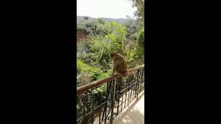 القرود بشلالات اوزود Monkeys in the ouzoud cascades