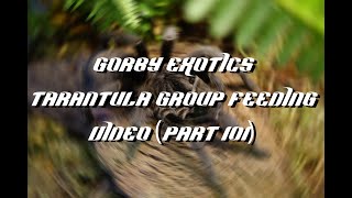 Gorby Exotics - Tarantula Group Feeding Video (Part 101)