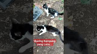 kucing kampung yg lucu....