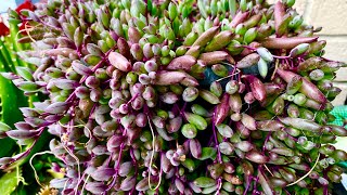 String of bananas plants and other succulents easy to propagate from cuttings