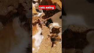 le chat Monge cats eating