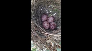 #25 Oddly Satisfying video / bulbul eggs very Satisfying #Short