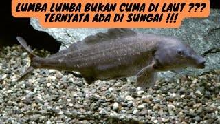 Lumba Lumba Bukan Di Laut ??? Ternyata ada Lumba Lumba di Sungai ( Baby Dolphin/caschive mormyrus )