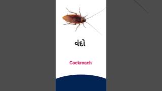 Cockroach meaning in Gujarati  - English Dictionary