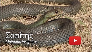 Σαπίτης - Eastern Montpellier Snake - Malpolon insignitus