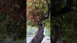 Sawan me #sawan #falgunipathak #barish #rain #delhi #nature #naturelovers #viralvideo #youtubeshorts